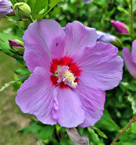 紫花芙蓉|超过 400000 张关于“芙蓉花紫色”和“花”的免费图片